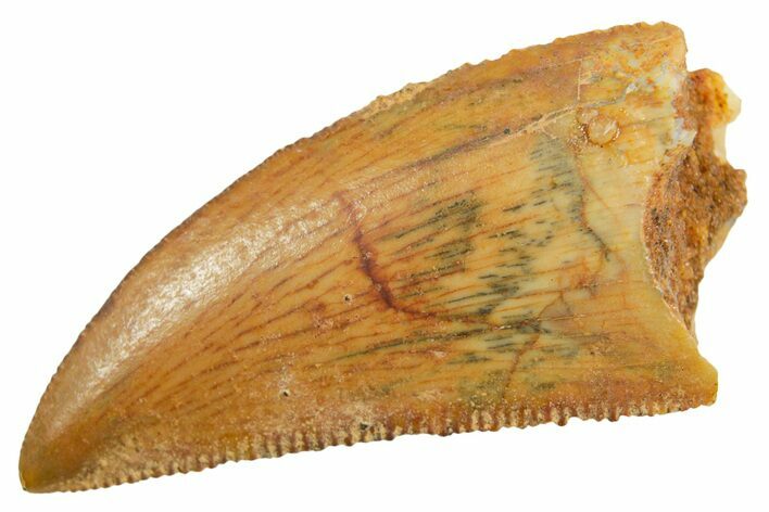 Serrated Raptor Tooth - Real Dinosaur Tooth #364852
